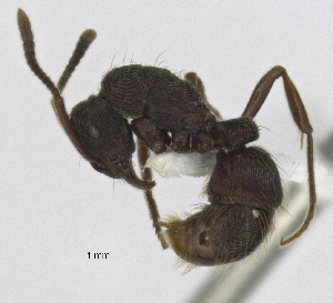  (Gnamptogenys striatula - MACN-Bar-Ins-5628)  @14 [ ] Copyright (2014) MACN Museo Argentino de Ciencias Naturales 'Bernardo Rivadavia'