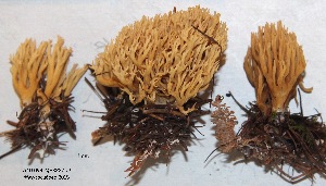  ( - ANT094-QFB28709)  @11 [ ] Copyright (2015) Jacques Landry Mycoquebec