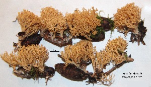  ( - ANT108-HRL2119)  @11 [ ] Copyright (2015) Jacques Landry Mycoquebec