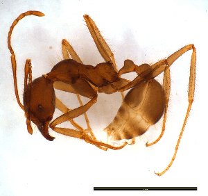  (Aphaenogaster longiceps - ww16011)  @14 [ ] CreativeCommons - Attribution Non-Commercial Share-Alike (2012) Holger Loecker Orange Agricultural Institute, NSW DPI