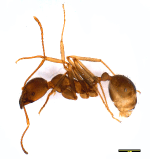  (Aphaenogaster longiceps - ww16107)  @14 [ ] CreativeCommons - Attribution Non-Commercial Share-Alike (2012) Holger Loecker Orange Agricultural Institute, NSW DPI
