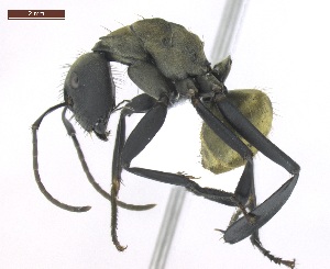  (Camponotus sericeiventris - MACN-Bar-Ins-ct 02908)  @15 [ ] Copyright (2013) MACN Museo Argentino de Ciencias Naturales "Bernardino Rivadavia"