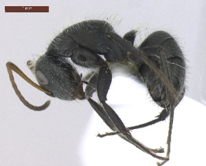  (Camponotus crassus - MACN-Bar-Ins-ct 02920)  @15 [ ] Copyright (2013) MACN Museo Argentino de Ciencias Naturales "Bernardino Rivadavia"