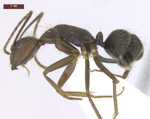  (Camponotus cingulatus - MACN-Bar-Ins-ct 02927)  @15 [ ] Copyright (2013) MACN Museo Argentino de Ciencias Naturales "Bernardino Rivadavia"