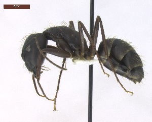  (Camponotus cf. landolti - T6P12008PNID07)  @15 [ ] Copyright (2013) MACN Museo Argentino de Ciencias Naturales "Bernardino Rivadavia"