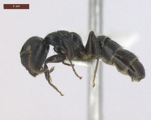  (Camponotus striatus - T6P22008PNIE11)  @14 [ ] Copyright (2013) MACN Museo Argentino de Ciencias Naturales "Bernardino Rivadavia"