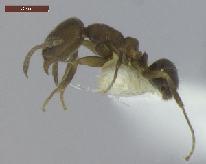  (Linepithema pulex - MACN-Bar-Ins-ct 05035)  @14 [ ] Copyright (2013) MACN Museo Argentino de Ciencias Naturales "Bernardino Rivadavia"