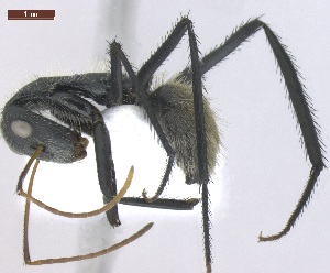  (Camponotus depressus - MACN-Bar-Ins-ct 05144)  @11 [ ] Copyright (2013) MACN Museo Argentino de Ciencias Naturales "Bernardino Rivadavia"