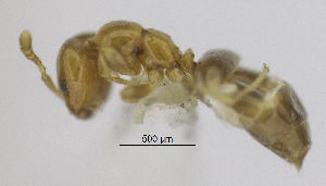  (Myrmelachista nodigera - MACN-bar-ins-ct 06932)  @13 [ ] Copyright (2015) MACN Museo Argentino de Ciencias Naturales "Bernardino Rivadavia"