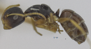 (Camponotus scissus - MACN-bar-ins-ct 06964)  @11 [ ] Copyright (2015) MACN Museo Argentino de Ciencias Naturales "Bernardino Rivadavia"