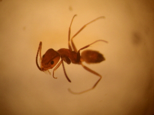  ( - ANTYP-038)  @11 [ ] CreativeCommons - Attribution (2014) Jean Paul Lachaud ECOSUR