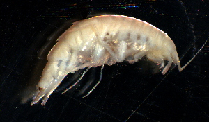  ( - 31803_24.2)  @13 [ ] Unspecified (default): All Rights Reserved  Unspecified Unspecified