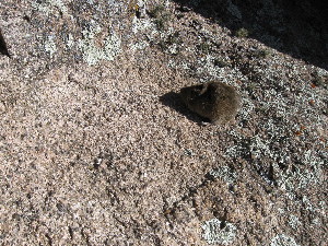  ( - CMIAO212)  @11 [ ] Unspecified (default): All Rights Reserved  Unspecified Unspecified