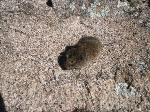  ( - CMIAO216)  @11 [ ] Unspecified (default): All Rights Reserved  Unspecified Unspecified