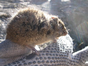  ( - CMIAO219)  @11 [ ] Unspecified (default): All Rights Reserved  Unspecified Unspecified