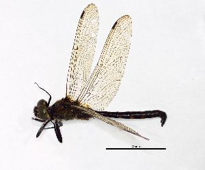  ( - NOaS207-2019_Odo0207)  @11 [ ] Copyright (2018) Natural History Museum Vienna Natural History Museum Vienna