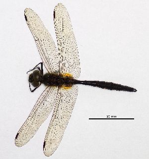  ( - NOaS106-2019_Odo0106)  @11 [ ] Copyright (2017) Natural History Museum Vienna Natural History Museum Vienna