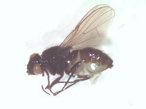  ( - BUIC-DIP10)  @12 [ ] CreativeCommons - Attribution Non-Commercial Share-Alike (2014) Jade Savage Bishop's University