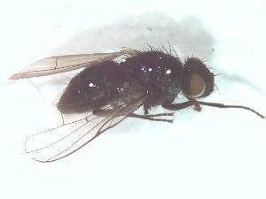  ( - BUIC-DIP11)  @12 [ ] CreativeCommons - Attribution Non-Commercial Share-Alike (2014) Jade Savage Bishop's University