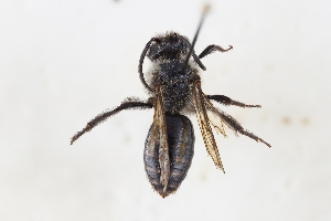  (Andrena culucciae - NS1_APCUL)  @11 [ ] (by-nc-nd) (2025) Unspecified Università degli Studi Roma Tre