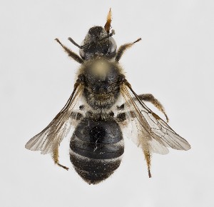  ( - FT8_APCUL)  @11 [ ] (by-nc-nd) (2025) Unspecified Università degli Studi Roma Tre