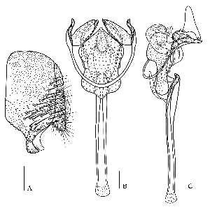  (Pararhinoleucophenga latibasilaris - DIP110856)  @11 [ ] Copyright (2018) Hong-Wei Chen South China Agricultural University, Department of Entomology