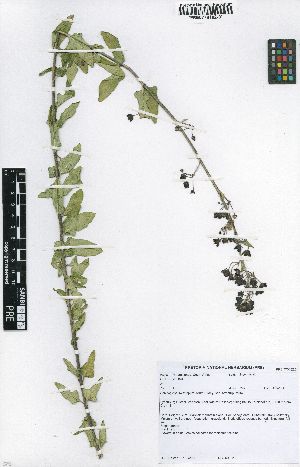  (Schizoglossum atropurpureum subsp atropurpureum - HMS796)  @11 [ ] No Rights Reserved  Unspecified Unspecified