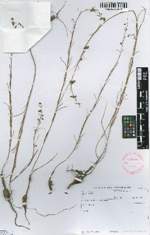  (Aspidoglossum lanatum - IBPE6029)  @11 [ ] No Rights Reserved  Unspecified Unspecified