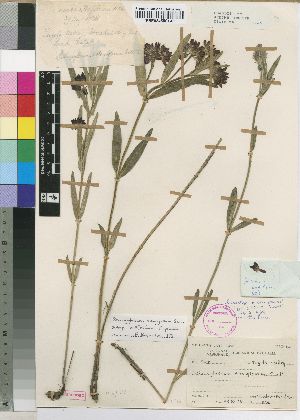  (Schizoglossum stenoglossum subsp latifolium - JPHA1126)  @11 [ ] No Rights Reserved  Unspecified Unspecified