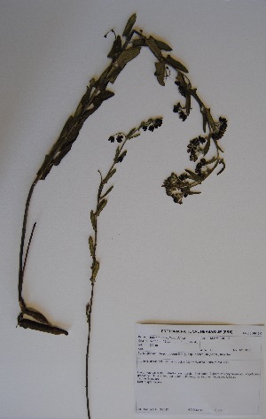  (Schizoglossum atropurpureum subsp tridentatum - LEM48)  @11 [ ] No Rights Reserved  Unspecified Unspecified