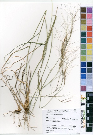  (Aristida stipitata - OM0639)  @11 [ ] No Rights Reserved  Unspecified Unspecified