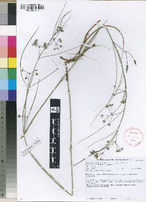  (Aspidoglossum lamellatum - SPB09761)  @11 [ ] No Rights Reserved  Unspecified Unspecified