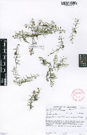  (Aspidoglossum demissum - SPB11442)  @11 [ ] No Rights Reserved  Unspecified Unspecified