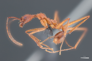  (Aphaenogaster arachnoides - EV84Aph)  @14 [ ] No Rights Reserved  Christoph von Beeren TU Darmstadt
