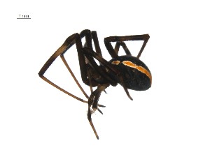  ( - BIOUG12605-G01)  @13 [ ] CreativeCommons - Attribution (2014) G. Blagoev Centre for Biodiversity Genomics
