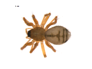  (Linyphantes pacificus - BIOUG12610-C08)  @14 [ ] CreativeCommons - Attribution (2014) G. Blagoev Centre for Biodiversity Genomics