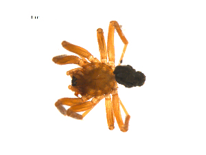  ( - BIOUG14290-A01)  @12 [ ] CreativeCommons - Attribution (2014) G. Blagoev Centre for Biodiversity Genomics