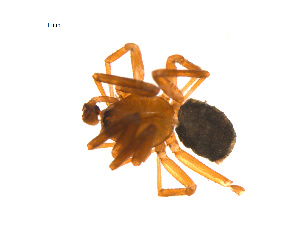  ( - BIOUG14290-A03)  @12 [ ] CreativeCommons - Attribution (2014) G. Blagoev Centre for Biodiversity Genomics