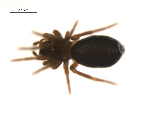  ( - BIOUG14291-G01)  @11 [ ] CreativeCommons - Attribution (2014) G. Blagoev Centre for Biodiversity Genomics