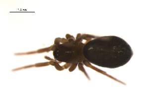  ( - BIOUG14291-G03)  @11 [ ] CreativeCommons - Attribution (2014) G. Blagoev Centre for Biodiversity Genomics