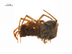  ( - BIOUG14295-E03)  @12 [ ] CreativeCommons - Attribution (2014) G. Blagoev Centre for Biodiversity Genomics