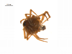  ( - BIOUG14295-E04)  @12 [ ] CreativeCommons - Attribution (2014) G. Blagoev Centre for Biodiversity Genomics