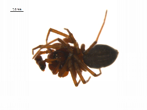  ( - BIOUG14295-E07)  @12 [ ] CreativeCommons - Attribution (2014) G. Blagoev Centre for Biodiversity Genomics