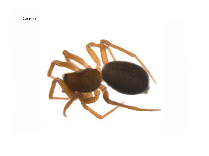  ( - BIOUG14297-F10)  @13 [ ] CreativeCommons - Attribution (2014) G. Blagoev Centre for Biodiversity Genomics