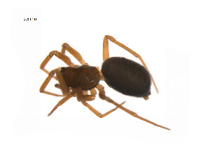  ( - BIOUG14297-F11)  @13 [ ] CreativeCommons - Attribution (2014) G. Blagoev Centre for Biodiversity Genomics