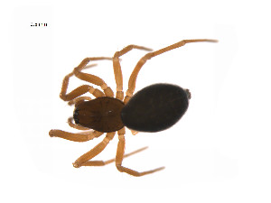  ( - BIOUG14297-G01)  @13 [ ] CreativeCommons - Attribution (2014) G. Blagoev Centre for Biodiversity Genomics