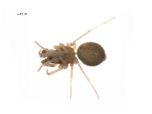  ( - BIOUG14297-G02)  @12 [ ] CreativeCommons - Attribution (2014) G. Blagoev Centre for Biodiversity Genomics