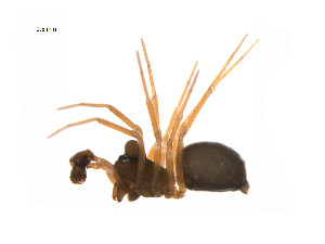  ( - BIOUG14297-G05)  @13 [ ] CreativeCommons - Attribution (2014) G. Blagoev Centre for Biodiversity Genomics