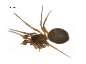  ( - BIOUG14297-H02)  @12 [ ] CreativeCommons - Attribution (2014) G. Blagoev Centre for Biodiversity Genomics