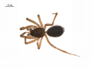  ( - BIOUG14299-C02)  @13 [ ] CreativeCommons - Attribution (2014) G. Blagoev Centre for Biodiversity Genomics